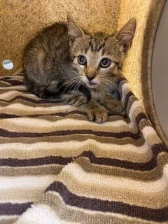 Kovu - Domestic Short Hair