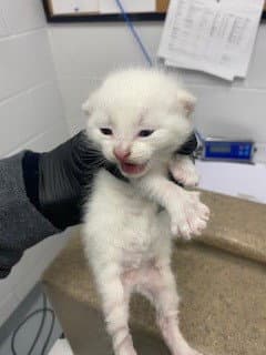 Simba - Domestic Short Hair