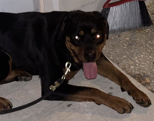 Princess - Rottweiler