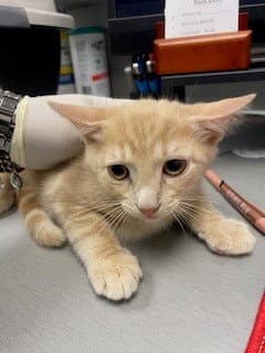 Apollo - Domestic Short Hair