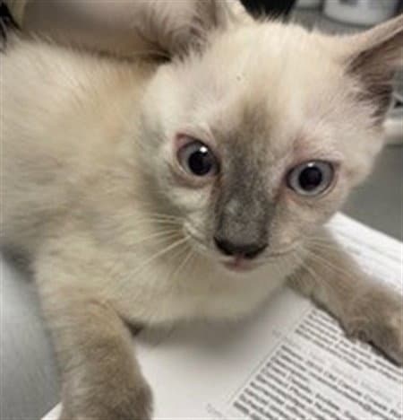 Athena - Domestic Short Hair