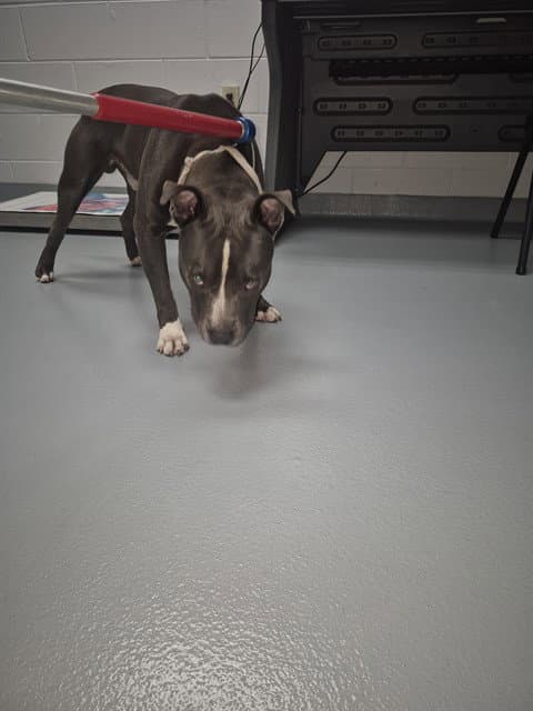 Nix - Pit Bull Terrier