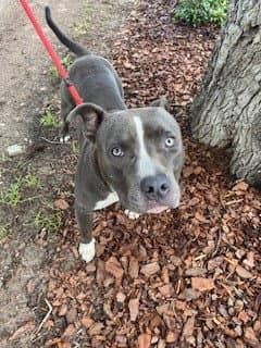 Nix - Pit Bull Terrier