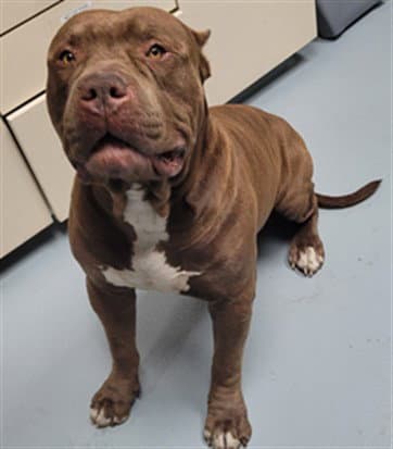 Nino - Pit Bull Terrier