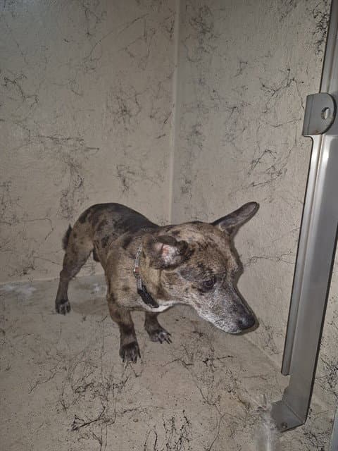 Freckle - Chihuahua