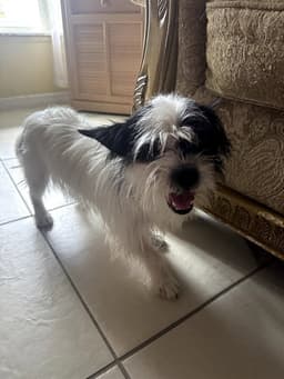 Oreo image 1
