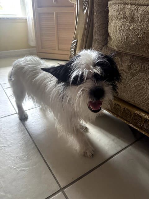 Oreo - Terrier