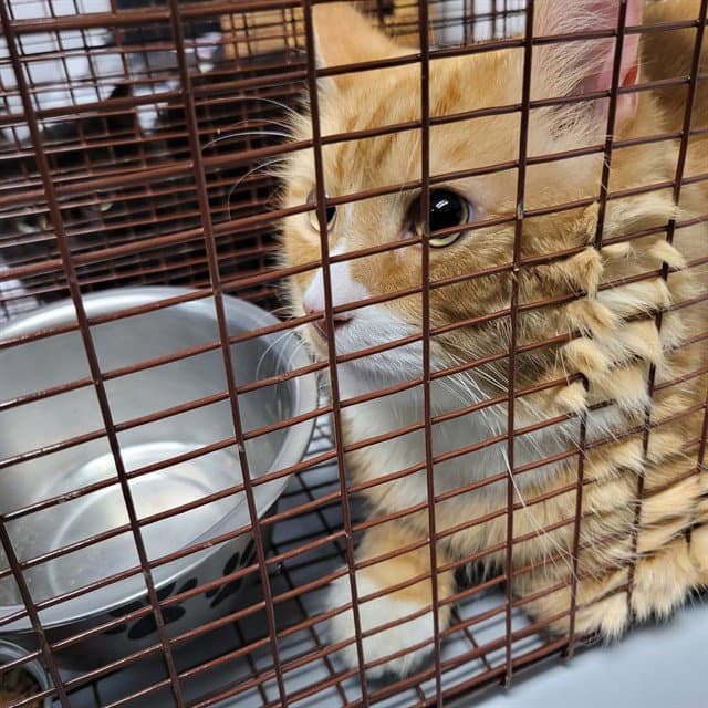 Garfeild - Domestic Short Hair