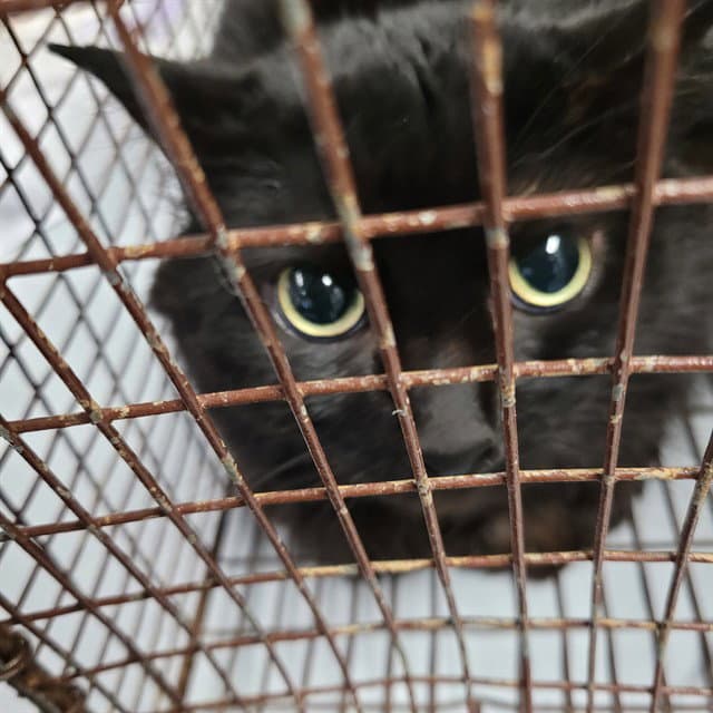 Tom - Domestic Short Hair