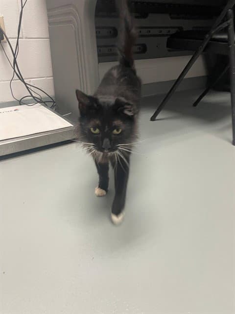 Corza - Domestic Medium Hair