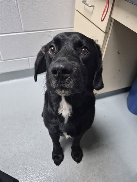 Crouton - Labrador Retriever