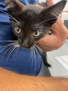 Bam - Domestic Short Hair