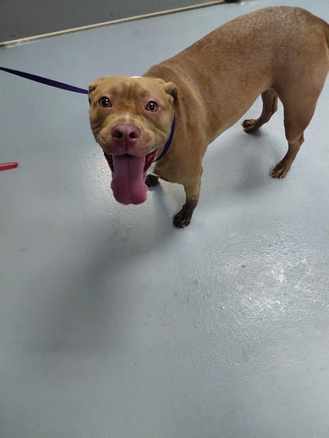 Bella - Pit Bull Terrier