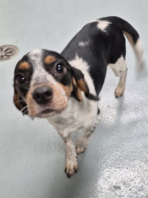 Millie - Beagle