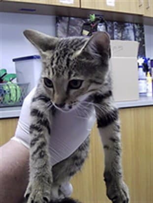 Smarty - Domestic Short Hair