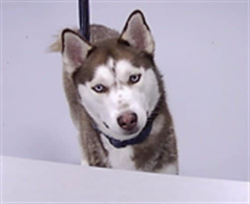 Leander - Siberian Husky