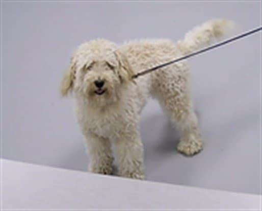 Sugar Cookie - Poodle (Miniature)