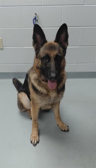 Kim - German Shepherd Dog