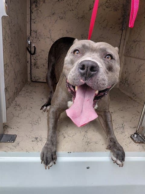 Anastasia - American Staffordshire Terrier