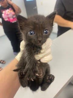 Gull - Domestic Short Hair