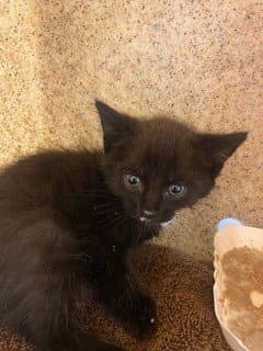 Scar - Domestic Short Hair