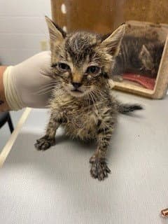 Goobert - Domestic Short Hair