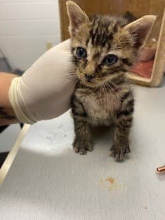 Scoobert - Domestic Short Hair