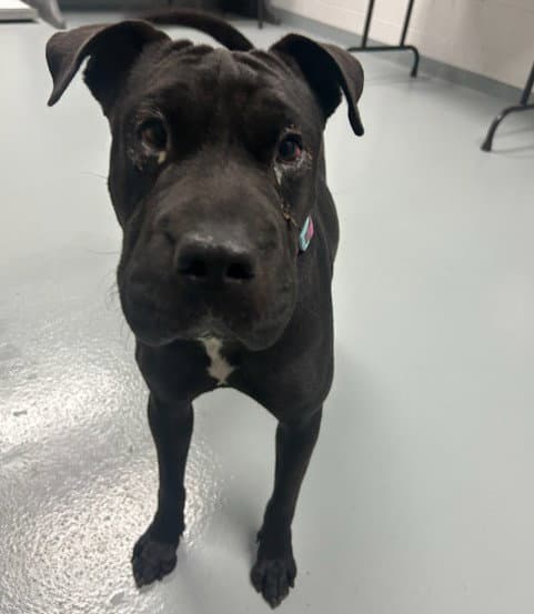 Velvet - Chinese Shar-Pei