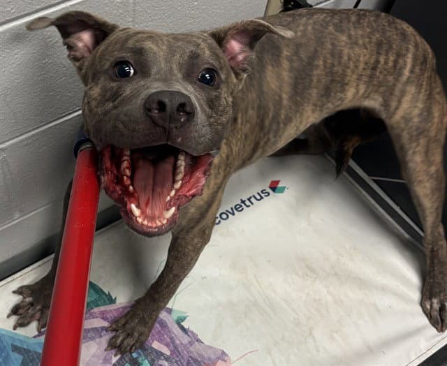 Taco - Pit Bull Terrier
