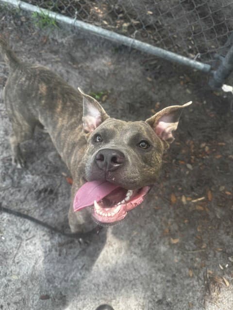 Taco - Pit Bull Terrier