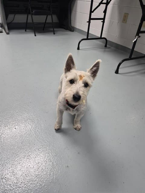 Henry - West Highland White Terrier Westie