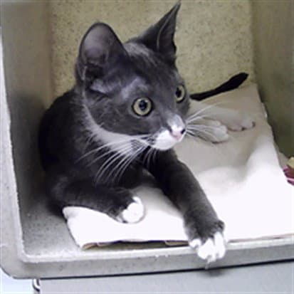 Yucca - Domestic Short Hair