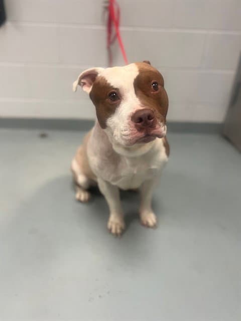 Hades - Pit Bull Terrier