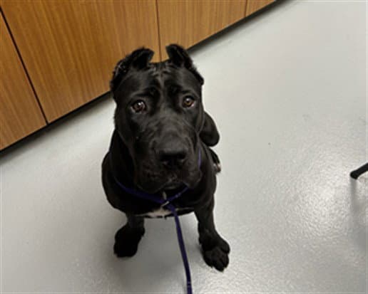 Carne Asada - Cane Corso Mastiff