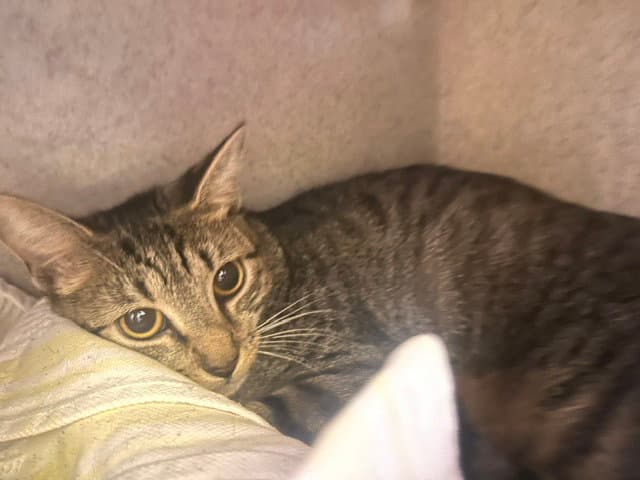 Kanga - Domestic Short Hair