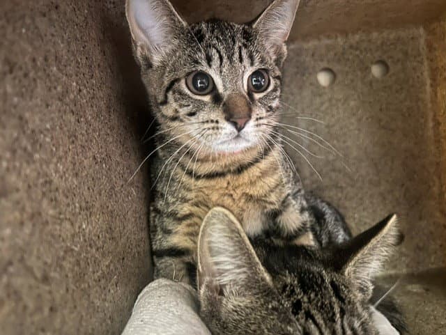 Piglet - Domestic Short Hair