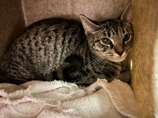 Tigger - Domestic Short Hair