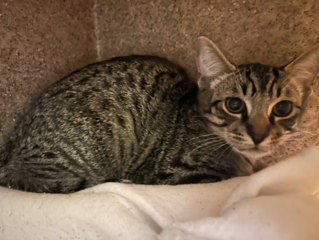 Eeyore - Domestic Short Hair