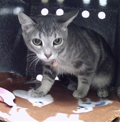 Luna - Domestic Short Hair