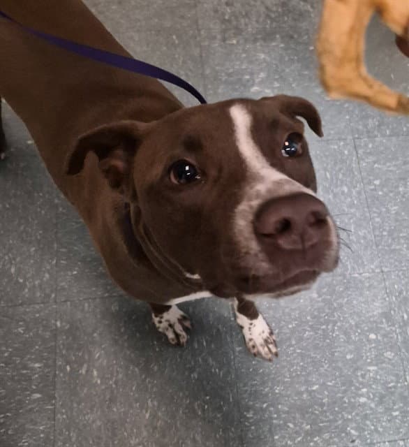 Cane - Pit Bull Terrier