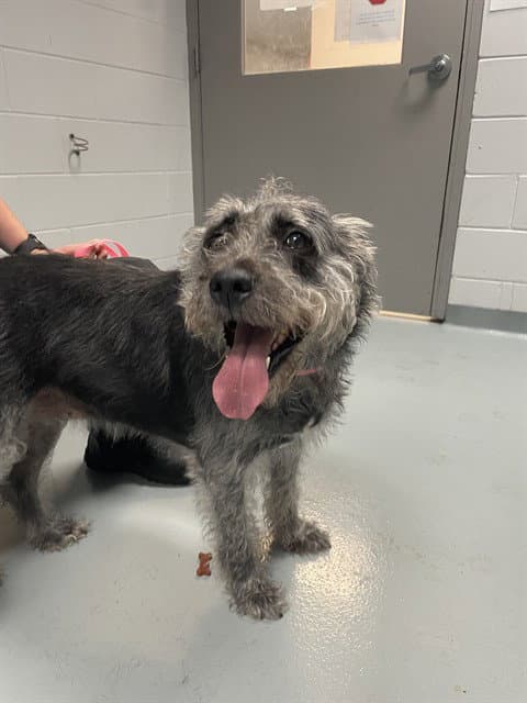 Bella - Miniature Schnauzer
