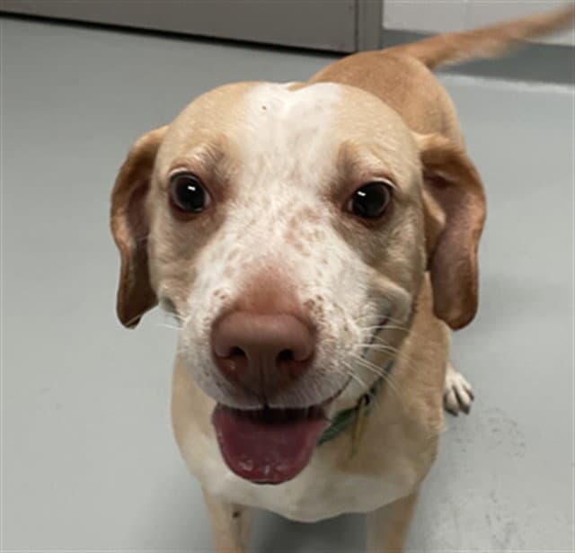 Peach - Labrador Retriever