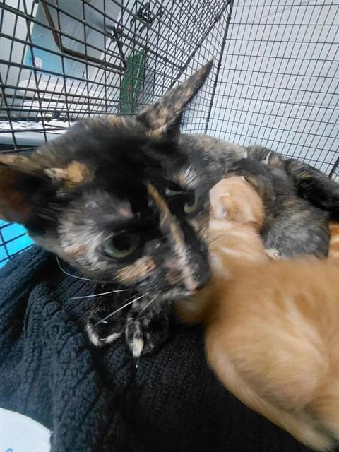 Gertrude - Domestic Short Hair