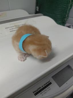Blue Kitten image 1