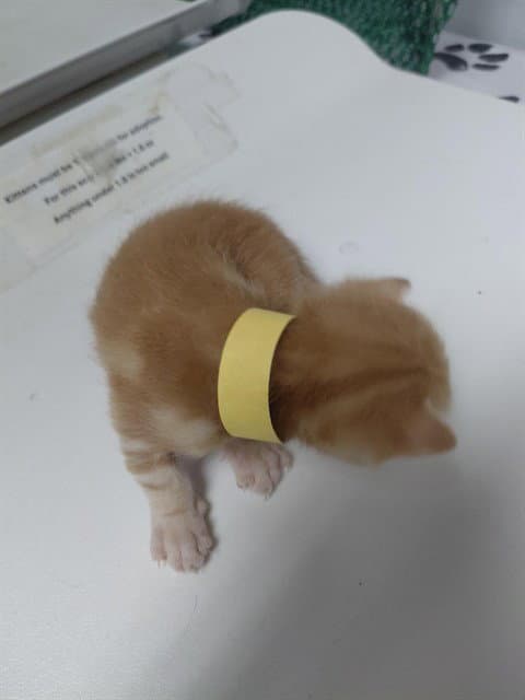 Yellow Kitten - Domestic Short Hair