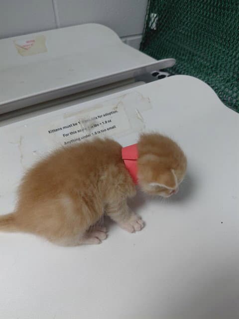 No Collar - Domestic Short Hair