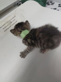 Green Kitten image 1