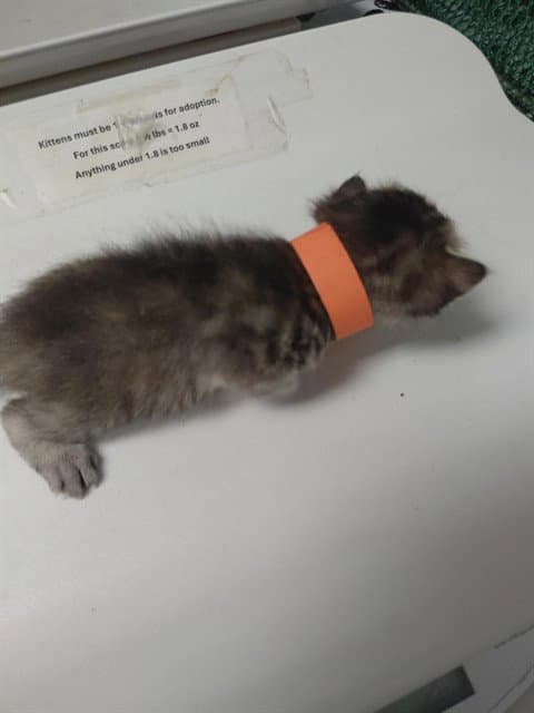 Orange Kitten - Domestic Short Hair