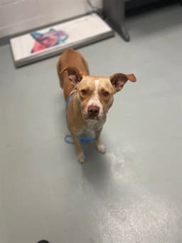 Bella image 1