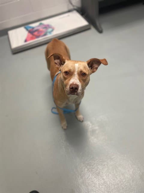 Bella - Pit Bull Terrier